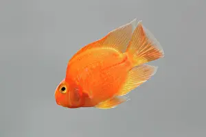 Cichlids: Red Parrot Cichlid - hybrid of red headed & midas