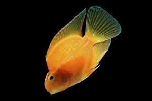 Cichlids: Red Parrot Cichlid - hybrid of red headed & midas