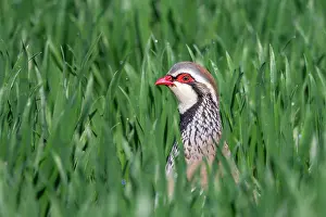 Partridge: RED PARTRIDGE