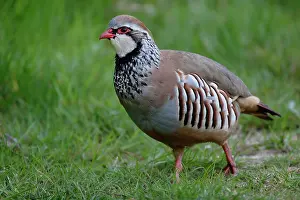 Loiret: Red partridge walking in a meadow in spring - Menestreau-en-