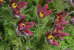 Pasque: Red Pasque Flower, Pulsatilla rubra, France