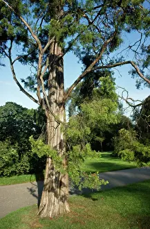 Juniperus: Red or Pencil CEDAR tree