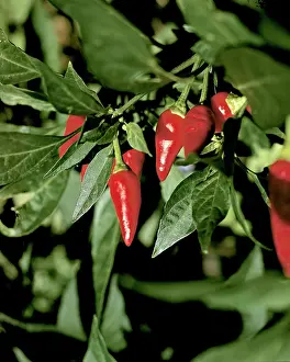 Pepper: Red Pepper