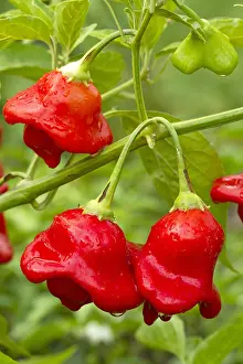 Pepper: Red Pepper (Capsicum baccatum var. pendulum Bishop's