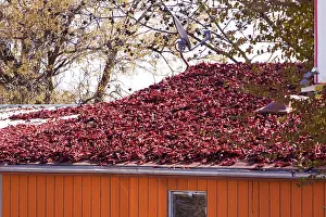 Peppers: Red Peppers drying