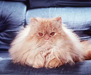 Ugly: RED PERSIAN CAT