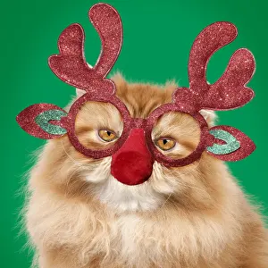 7948: Red Persian Cat wearing Christmas glasses, Grumpy