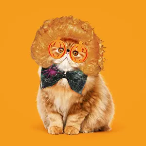 280219: Red Persian Cat wearing ginger wig, pumpkin glasses