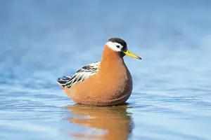 Phalaropus: Red Phalarope female