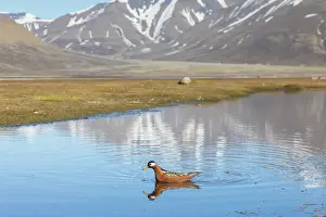 Phalaropus: Red Phalarope female