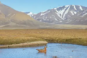 Phalaropus: Red Phalarope female