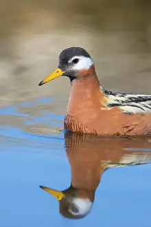 Phalaropus: Red Phalarope female