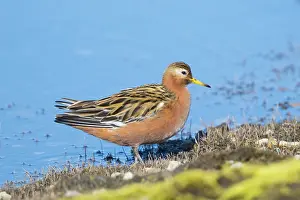Phalaropus: Red Phalarope male