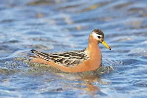 Phalaropus: Red Phalarope male