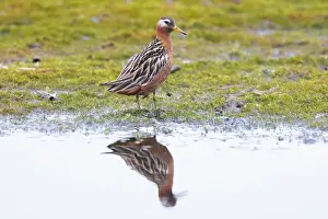 Spitzbergen: Red Phalarope male