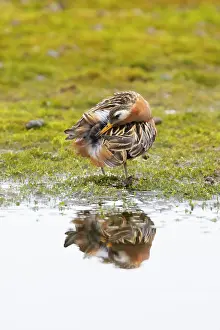 Preening: Red Phalarope male