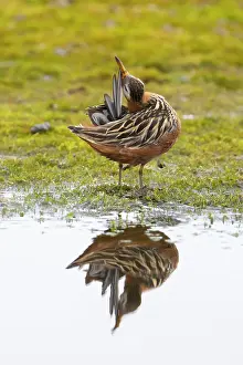 Preening: Red Phalarope male
