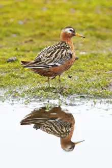 Spitzbergen: Red Phalarope male