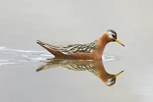 Spitzbergen: Red Phalarope male