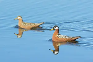 Phalaropus: Red Phalarope pair