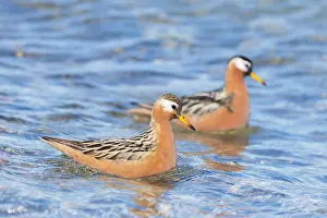 Phalaropus: Red Phalarope pair
