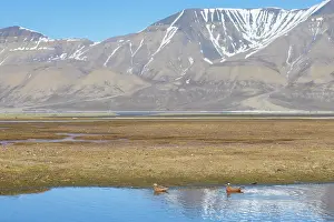 Shorebird: Red Phalarope pair