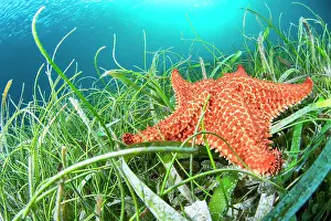 Reticulatus: Red pillow star (Oreaster reticulatus) in a mixture