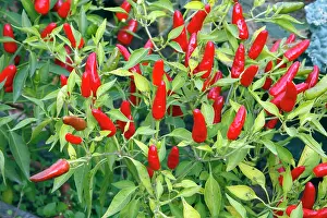 Peppers: Red pimento / pepper