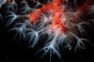 Midway: Red & Pink Coral - Also known as: precious coral
