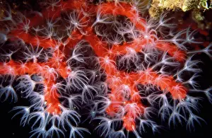 Midway: Red & Pink Coral - Also known as: precious coral