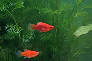 Xiphoporus: Red platy - pair side view