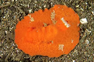 Sanguinea: Red Platydoris Nudibranch Torpedo Alley dive site