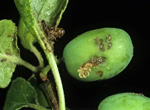 Cydia: Red plum maggot damage