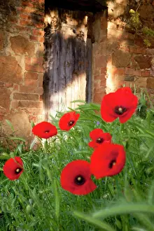 Pienza: Red Poppies in front of ancient door below