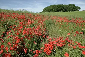 Gloucestershire: Red Poppies in field near Cirencester, Cotswolds, UK