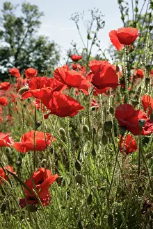 Gloucestershire: Red Poppies in field near Cirencester, Cotswolds, UK