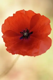 Aveyron: Red Poppy