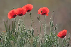Vajta: Red Poppy
