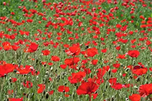 Kriti: Red Poppy