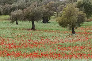 Olea: Red Poppy