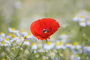 Mecklenburg: Red Poppy