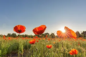 Mecklenburg: Red Poppy