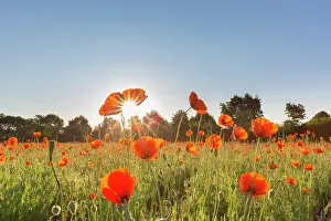 Mecklenburg: Red Poppy