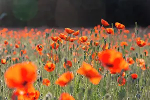 Mecklenburg: Red Poppy