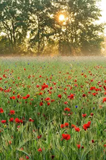 Backlight: Red Poppy