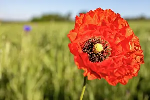 Papaveraceae: Red poppy blossom