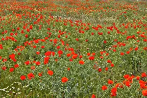 Reddish: Red Poppy Field in Central Turkey during