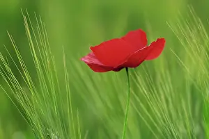 Freshness: Red poppy flower among wheat crop, Tuscany