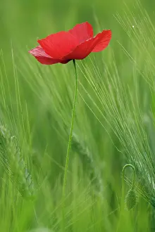 Freshness: Red poppy flower among wheat crop, Tuscany
