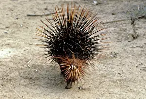 Porcupines: RED PORCUPINE